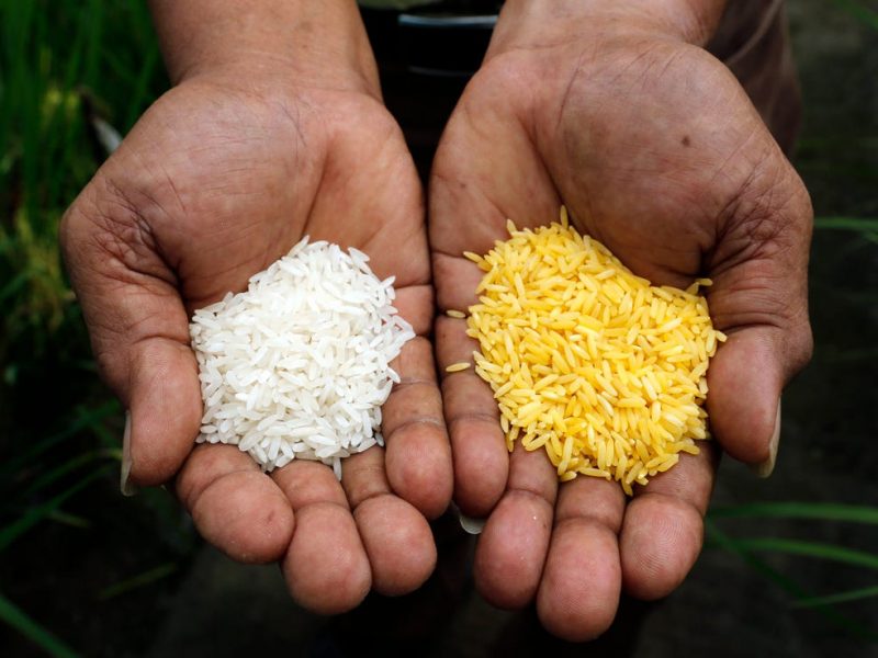 Golden Rice and the Politics of Food Security