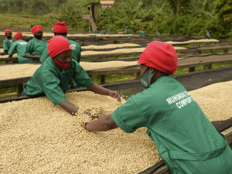Does the Coffee Industry actually contribute to Bean Belt countries’ prosperity or is that just a myth?